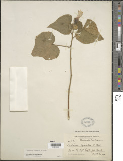 Image of Hibiscus costatus