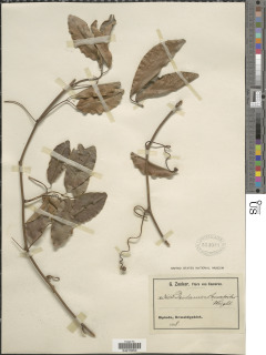 Image of Efulensia clematoides