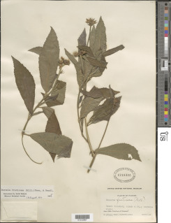 Image of Pavonia fruticosa