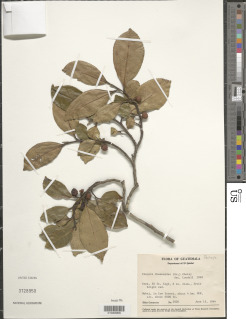 Cleyera theaeoides image