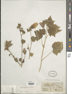 Hibiscus vitifolius subsp. vitifolius image