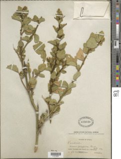 Hibiscus fuscus image
