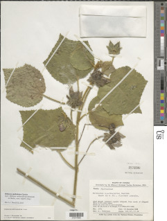 Hibiscus spathulatus image