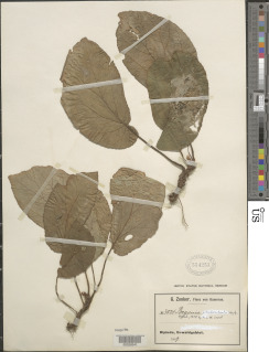 Begonia ciliobracteata image