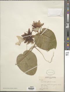 Passiflora seemannii image
