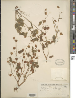 Image of Begonia wallichiana