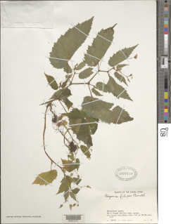 Begonia filipes image