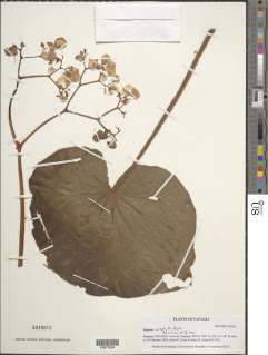 Begonia urophylla image