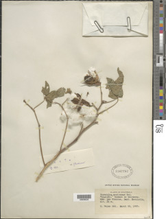 Gossypium mexicanum image