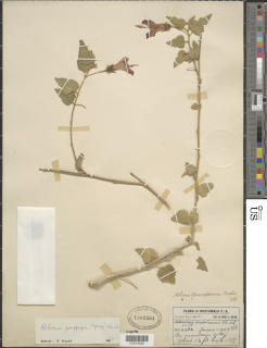 Hibiscus poeppigii image