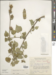 Hibiscus ludwigii image