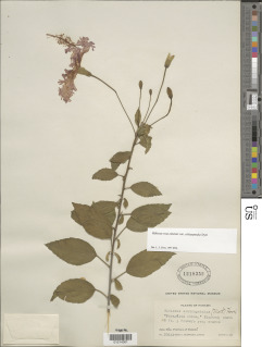 Hibiscus rosa-sinensis var. schizopetalus image