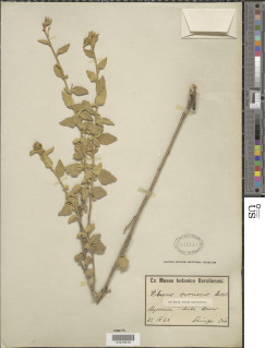 Hibiscus crassinervius image