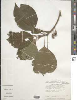 Hampea appendiculata image
