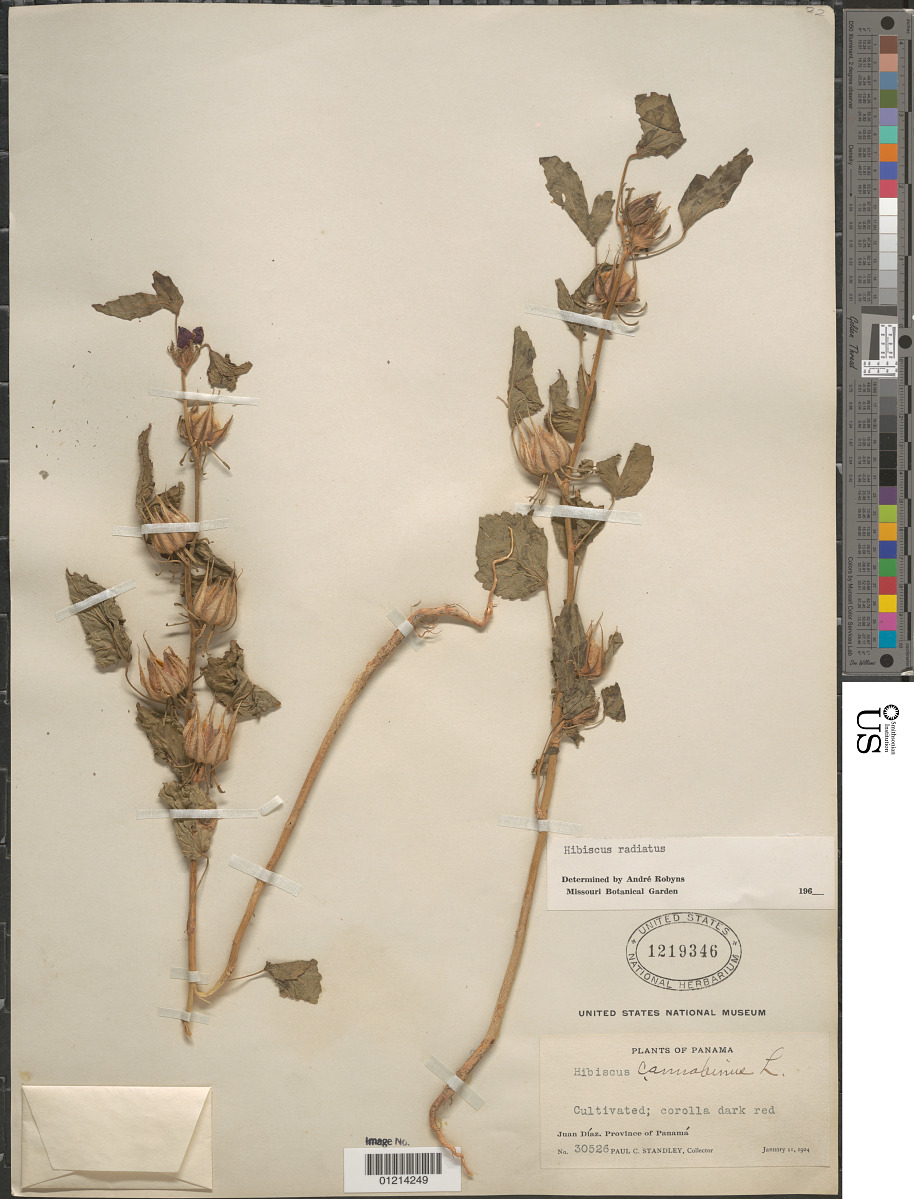Hibiscus radiatus image