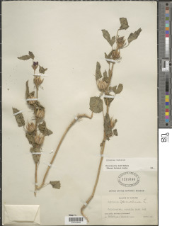 Image of Hibiscus radiatus