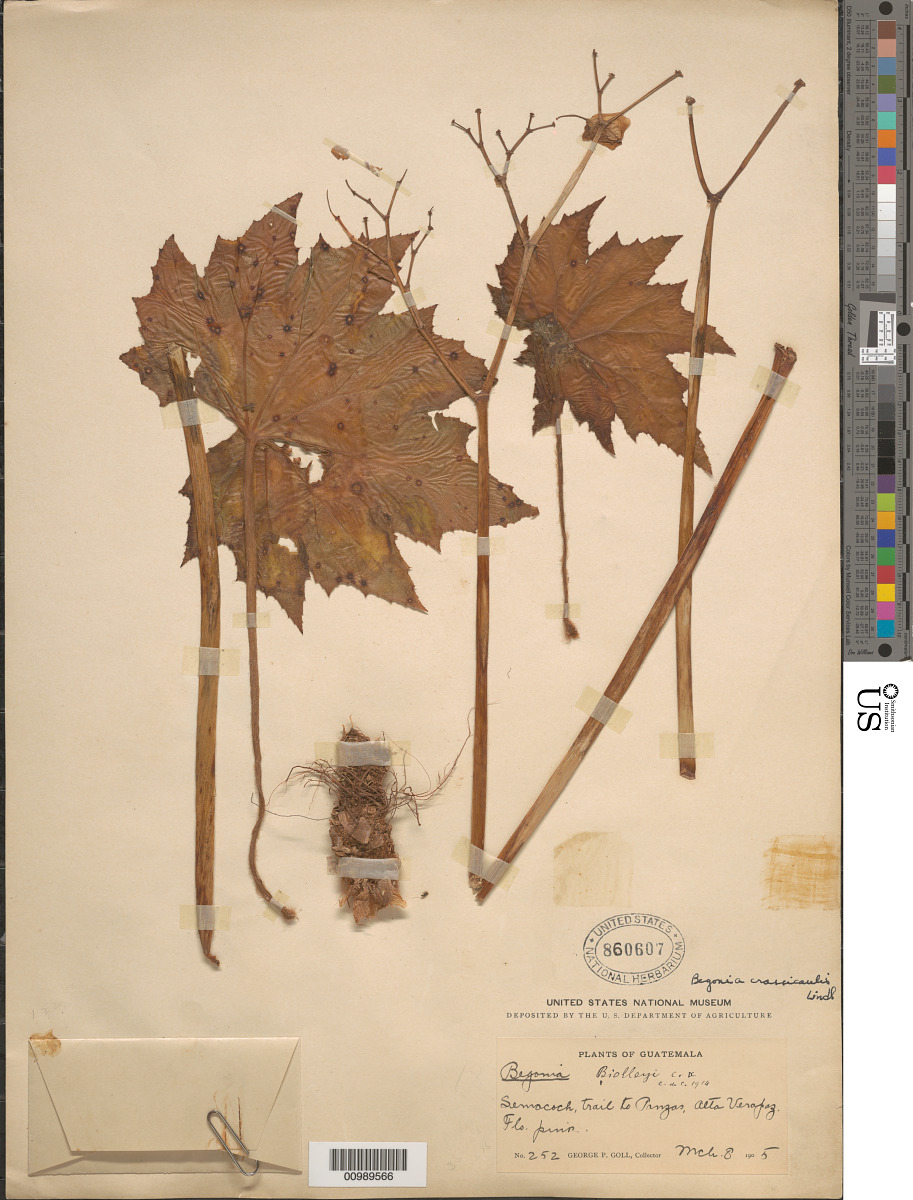 Begonia lindleyana image