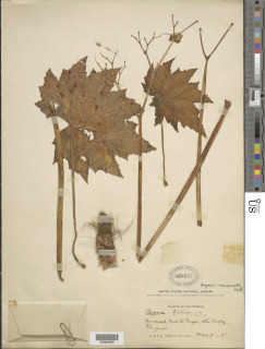 Image of Begonia lindleyana