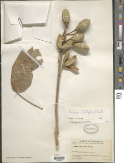 Hampea latifolia image