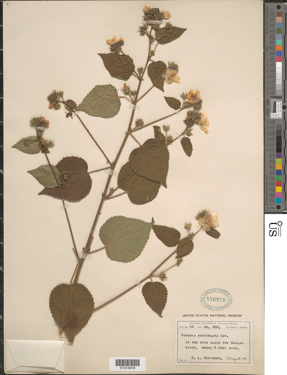 Pavonia paniculata image