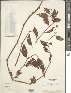 Begonia estrellensis image