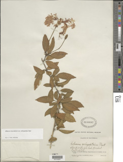Hibiscus rosa-sinensis var. schizopetalus image