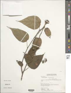 Pavonia paludicola image
