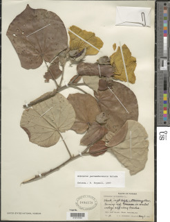 Hibiscus pernambucensis image