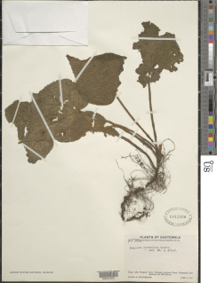 Image of Begonia pustulata