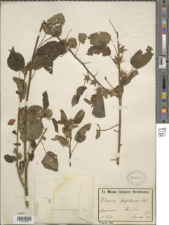 Hibiscus dongolensis image