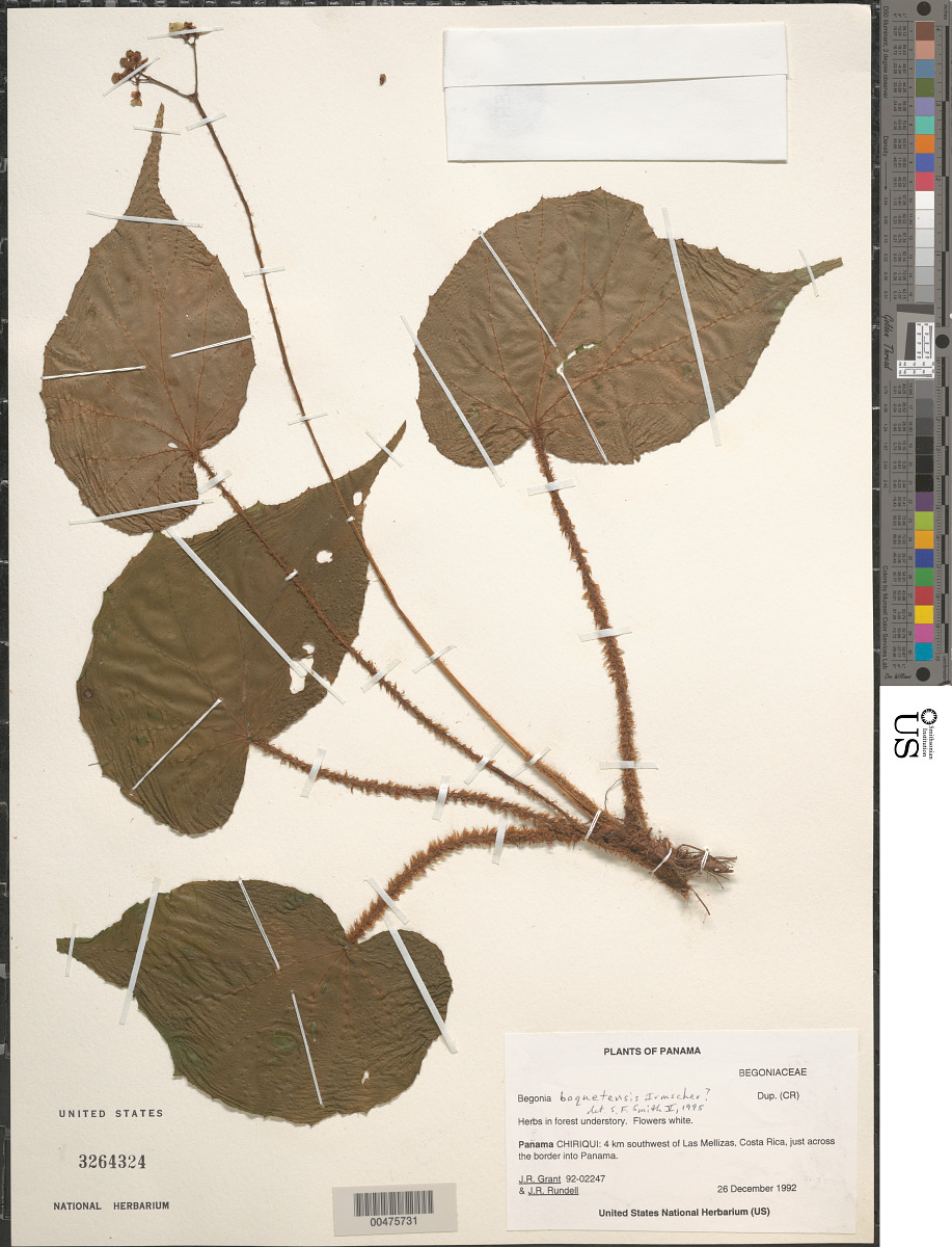 Begonia boquetensis image