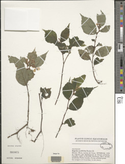 Image of Begonia sessilifolia
