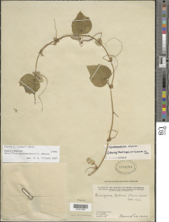 Passiflora guatemalensis image