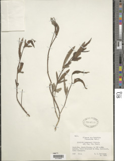 Hibiscus ledermannii image