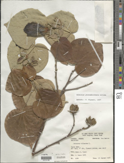 Hibiscus pernambucensis image