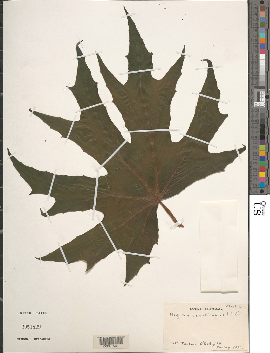 Begonia crassicaulis image