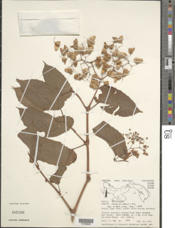 Image of Begonia convallariodora