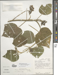Hibiscus spathulatus image