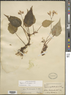 Begonia trichosepala image