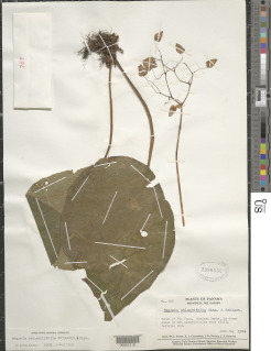 Image of Begonia nelumbiifolia