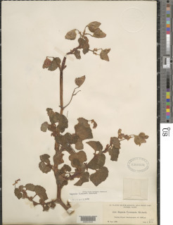 Image of Begonia fischeri