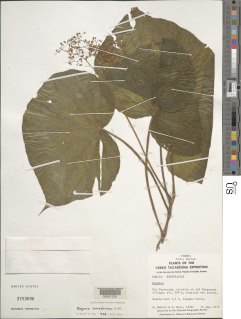 Image of Begonia corredorana