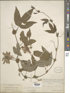 Passiflora oerstedii image
