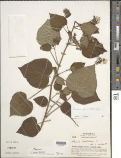Pavonia paniculata image