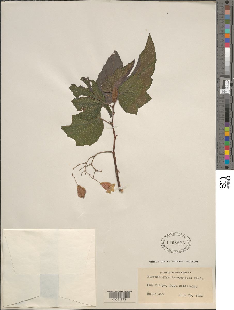 Begonia argenteo-guttata image