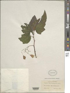 Image of Begonia argenteo-guttata