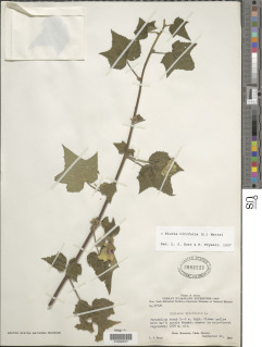 Hibiscus vitifolius subsp. vitifolius image