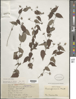 Image of Pavonia alba