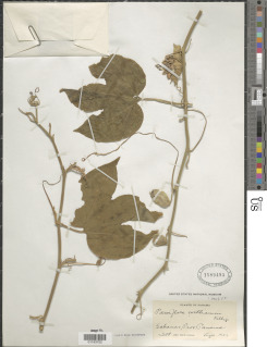 Passiflora platyloba image