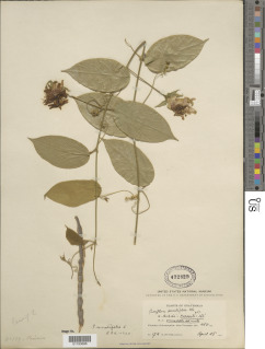 Passiflora serratifolia image
